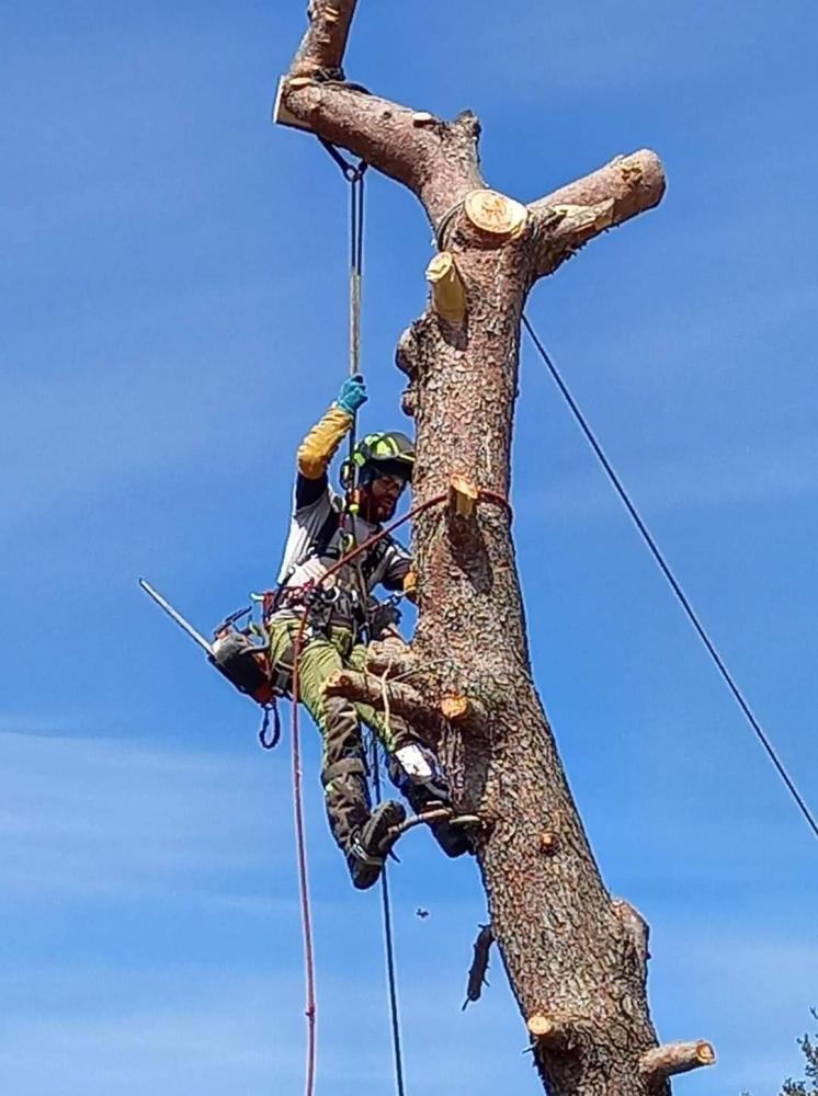 abattage arbre dangereux
