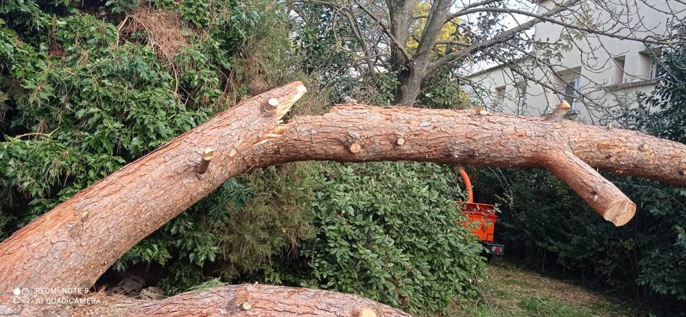 abattage arbre dangereux