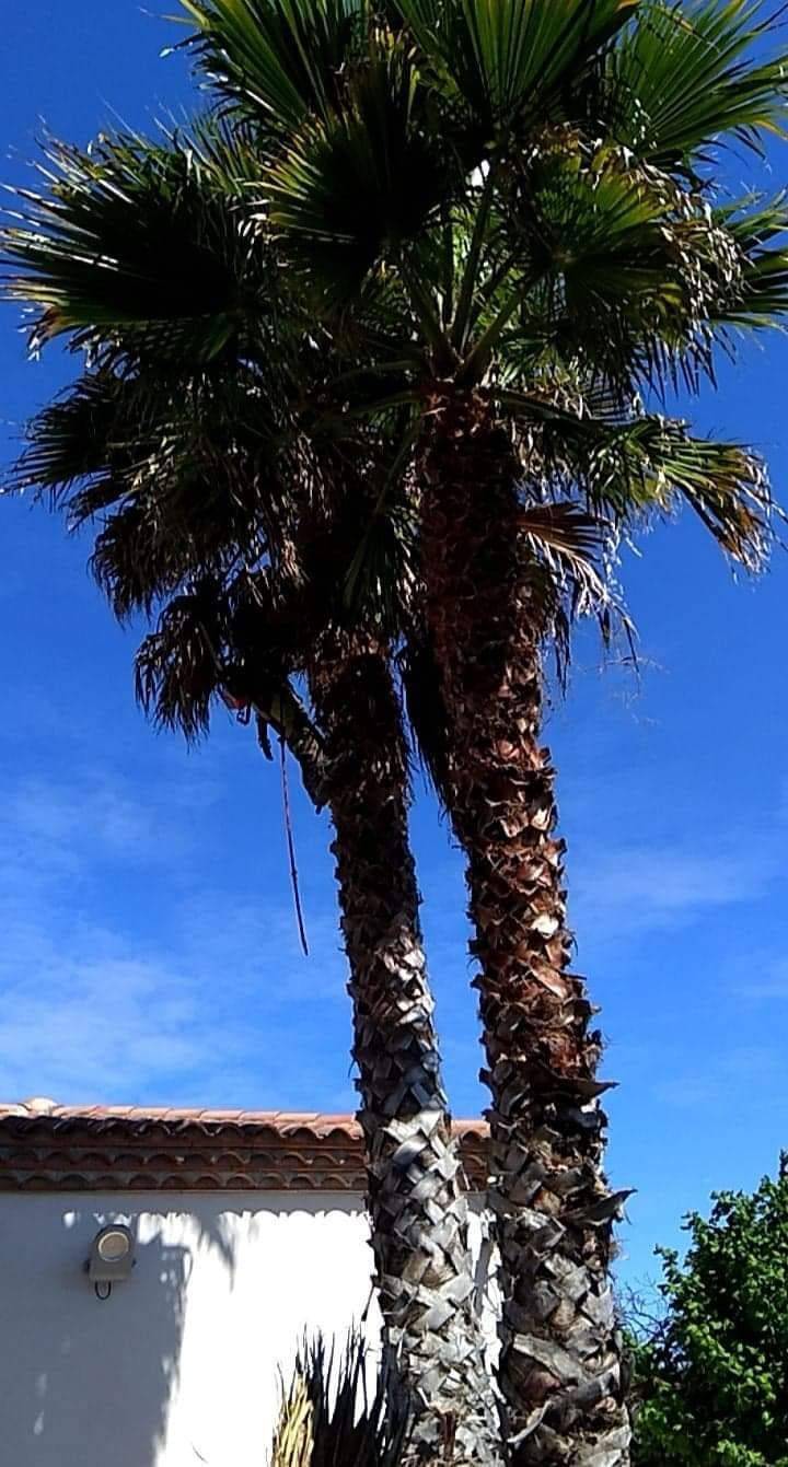 élagage