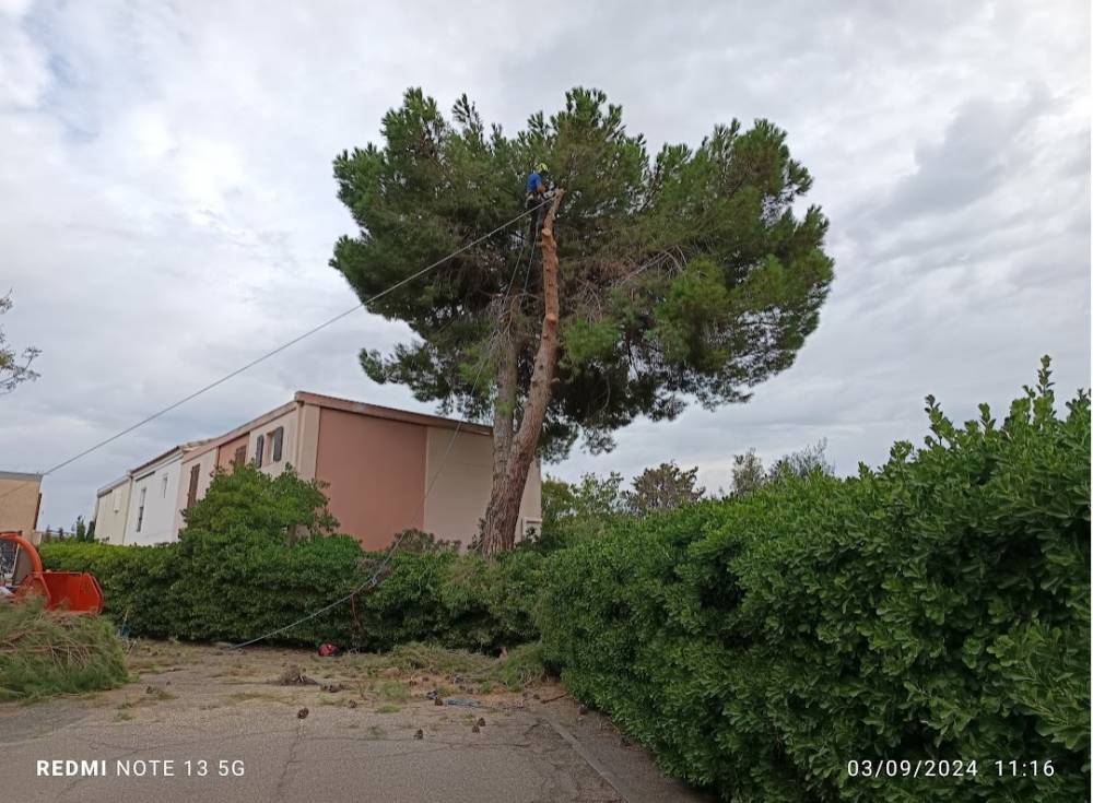 abattage arbre dangereux