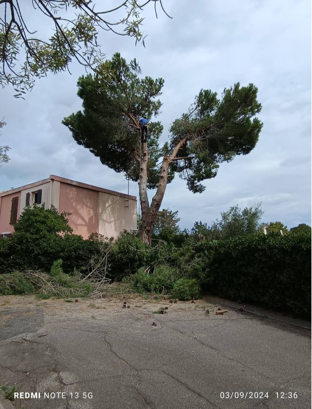 abattage arbre dangereux