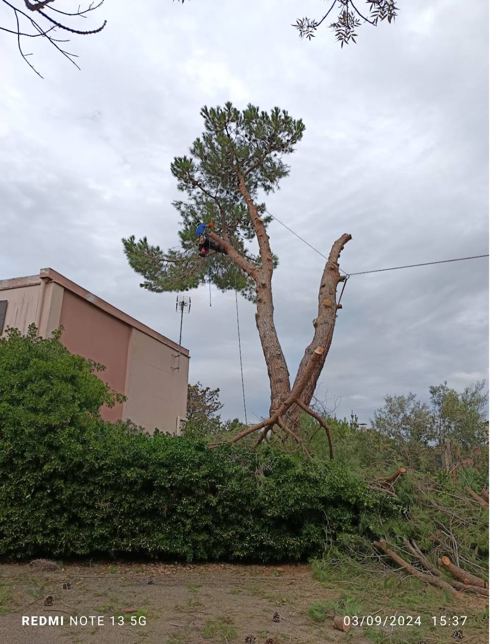 abattage arbre dangereux